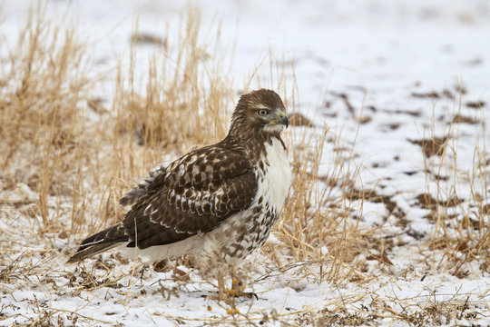 Red-tailed hawk (Buteo jamaicensis), juvenile, Bosque del Apache National Wildlife Refuge, New Mexico