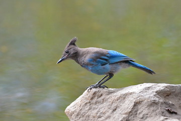 geai de Steller
