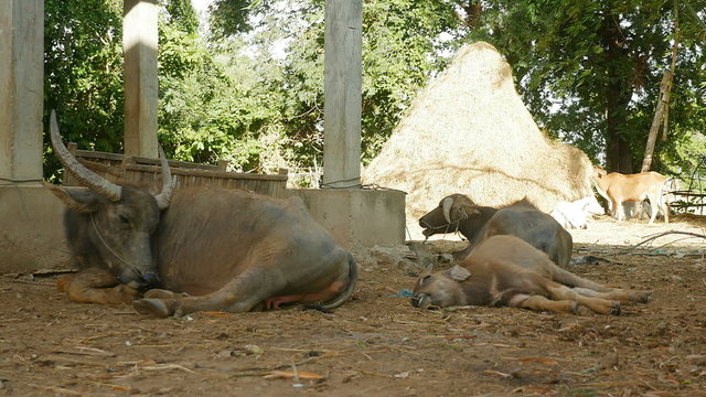Water buffalo and calves lying down under stilt-house farm; Haystack in the sun in the background