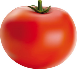 Vector illustration of big ripe red fresh tomato
