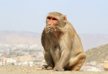 Naklejka premium Rajasthan, Jaipur, indian monkeys taken in Galata