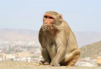 Papier Peint photo Lavable Singe Rajasthan, Jaipur, indian monkeys taken in Galata