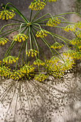 Green dill inflorescence