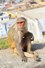 Naklejka premium Rajasthan, Jaipur, indian monkeys taken in Galata