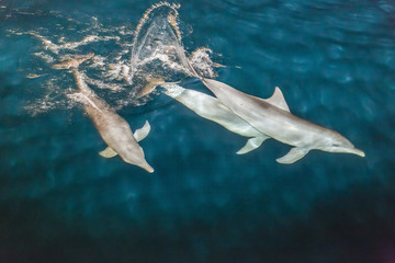 Indo-Pacific bottlenose dolphin (Tursiops aduncus) socializing and feeding at night in Yampi Bay, Kimberley, Western Australia