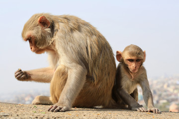 Naklejka premium Rajasthan, Jaipur, indian monkeys taken in Galata