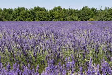 Fototapeta na wymiar Lavendelfelder in der Provence | Südfrankreich