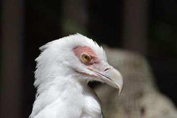 vautour