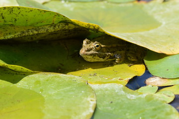 grenouille