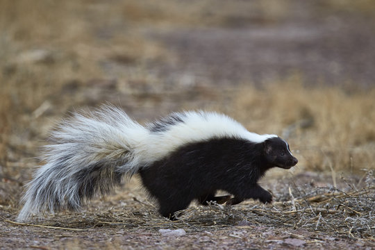 Striped skunk (Mephitis mephitis), Bosque del Apache National Wildlife Refuge, New Mexico