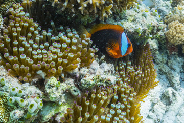 Anemonefish in anemone on underwater reef on Jaco Island, Timor Sea, East Timor
