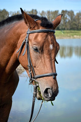 Fototapeta premium Portrait of a brown horse 