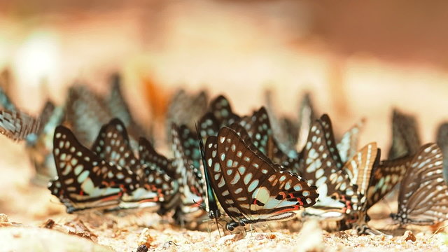 Butterflies are eat mineral on the ground. Select focus.