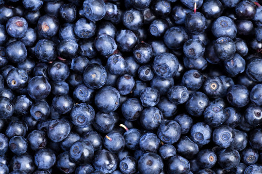 Background of fresh ripe blueberries.