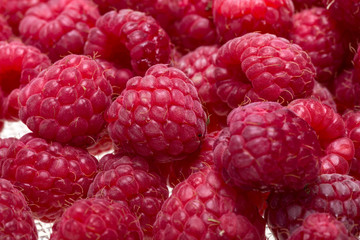 A beautiful selection of freshly picked ripe red raspberries.