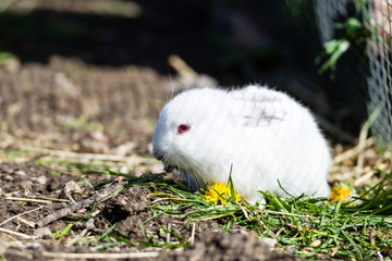 Rabbit outdoors in enclosure