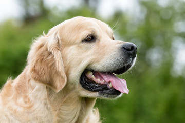 Golden Retriever dog outdoors in nature