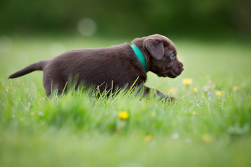 Brown labrador retriever puppy