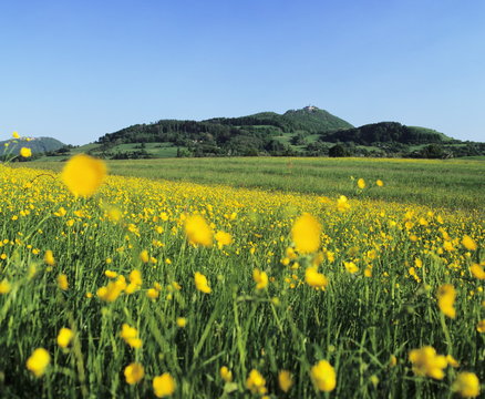 View from a flower meadow to Teckberg Mountain with Teck Castle, Kirchheim, Swabian Alb, Baden Wurttemberg, Germany