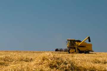 Fototapeta premium Harvesting crop