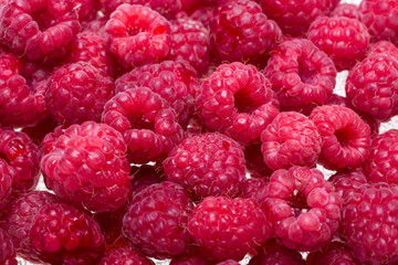 A beautiful selection of freshly picked ripe red raspberries.
