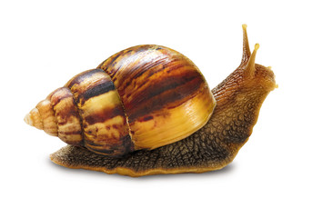 Snail isolated on white