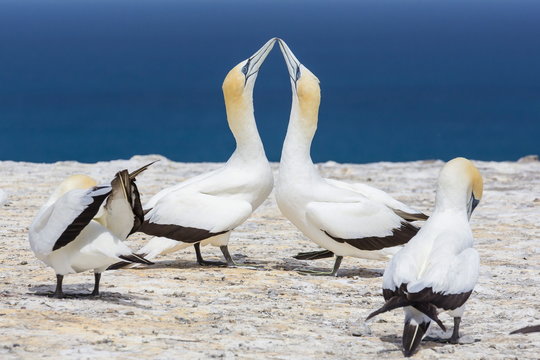 Australasian gannet (Morus serrator) courtship display at Cape Kidnappers, North Island, New Zealand