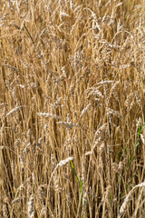 golden wheat in a farm field