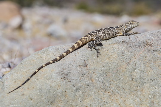 Juvenile Isla San Esteban spiny-tailed iguana (Ctenosaura conspicuosa) basking in the sun on Isla San Esteban, Baja California, Mexico