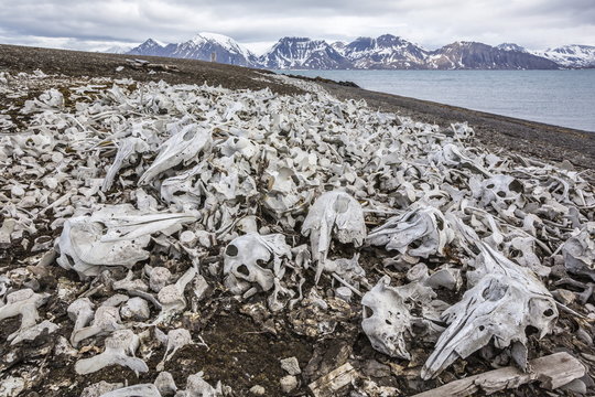 Littered beluga bones left by whalers (Delphinapterus leucas) at Ahlstrandhalvoya, Bellsund, Svalbard