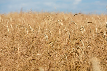 golden wheat in a farm field