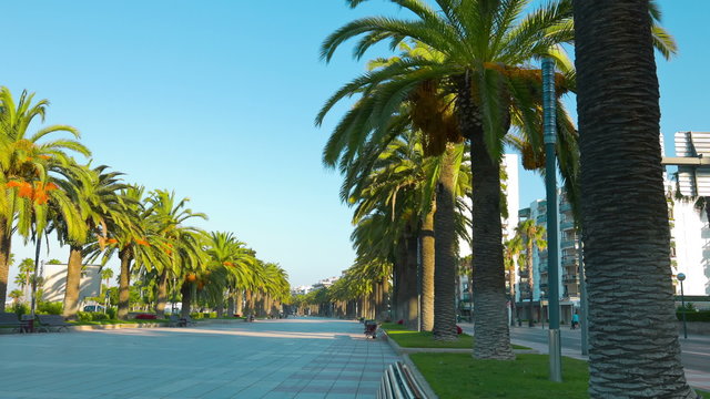 Spanish palm trees promenade, 4k Europe