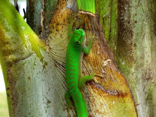 Naklejka na ściany i meble Un gecko des Seychelles (HDR)