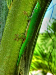 Fototapeta premium Un gecko des Seychelles (HDR)