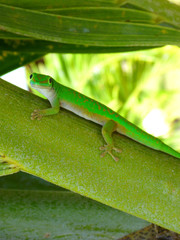 Un gecko des Seychelles