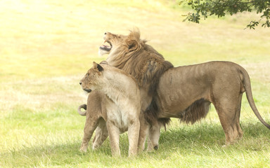 roar