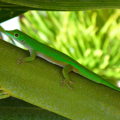 Un gecko des Seychelles