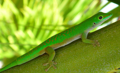 Un gecko des Seychelles