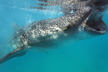 Whale shark (Rhincodon typus), Oslob, Cebu, The Visayas, Philippines