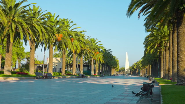 Palm trees in Salou, Spain, Europe