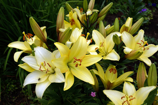 Lilith bilder Bläddra bland 1,592 stockfoton, vektorer och videor