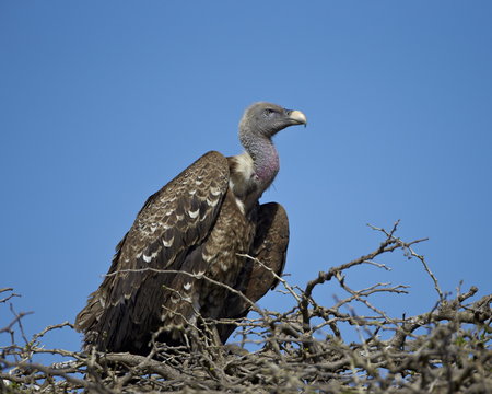 Ruppell's griffon vulture (Gyps rueppellii), Serengeti National Park, Tanzania 