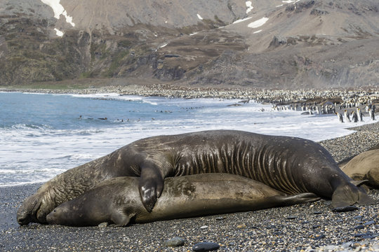 Southern elephant seals (Mirounga leonina) mating, St. Andrews Bay, South Georgia