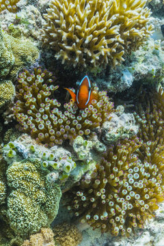 Anemonefish in anemone on underwater reef on Jaco Island, Timor Sea, East Timor