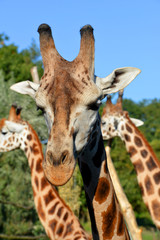 Portrait of a giraffe 