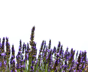 Lavendel bloem bloeiende geurende velden op witte achtergrond