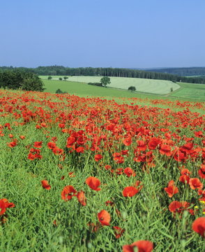 Field of poppies, Neresheim, Swabian Alb, Baden Wurttemberg, Germany