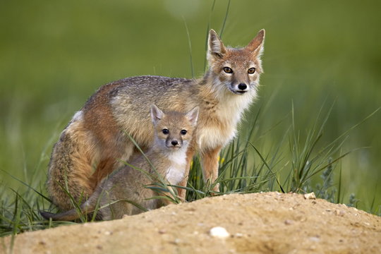 Swift fox (Vulpes velox) adult and kit, Pawnee National Grassland, Colorado