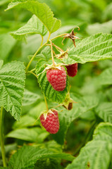 Several ripe red  raspberries growing