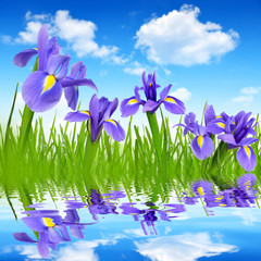 Iris flowers with dewy green grass on blue sky